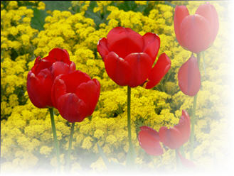chimes23_redtulips_fade-edge.jpg