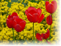 chimes32_tulips_200p.jpg