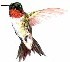 hummer2_rev.jpg