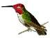 hummer4_rev.jpg