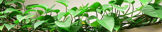 plant_start_P1020215_200p_630sharp.jpg