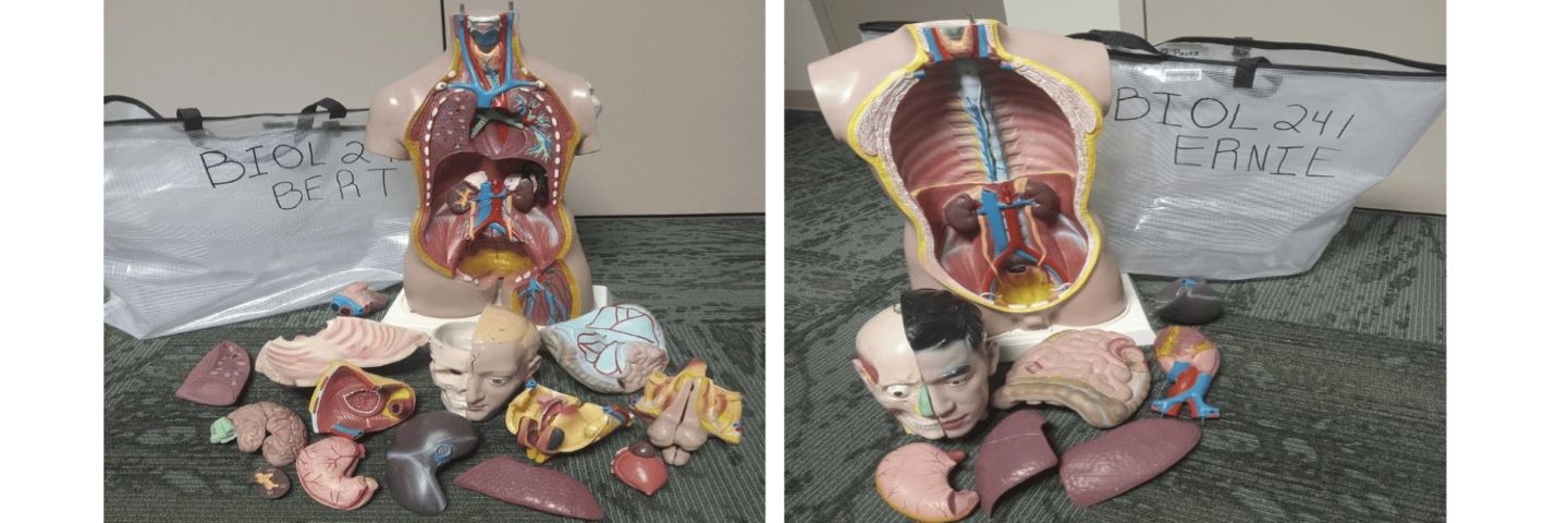 Two side-by-side images of anatomical models with their organs displayed in front of them.